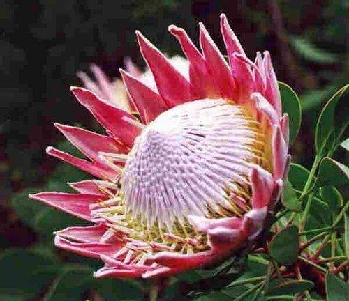 帝王花属