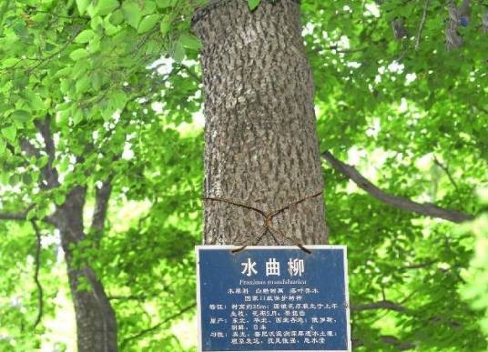 水曲柳无性系-8674