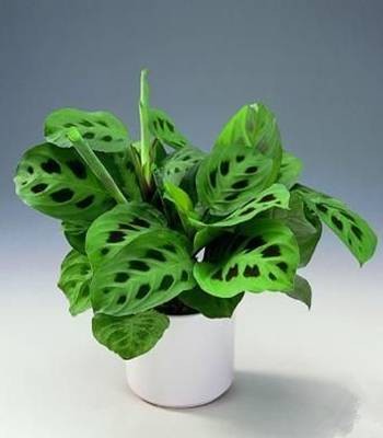 豹斑竹芋