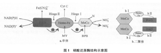 硝酸还原酶