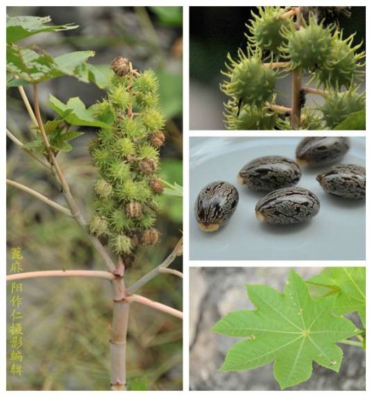 盐碱土蓖麻高产栽培技术