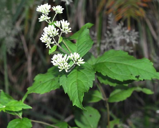 广东土牛膝(菊科的泽兰属植物)