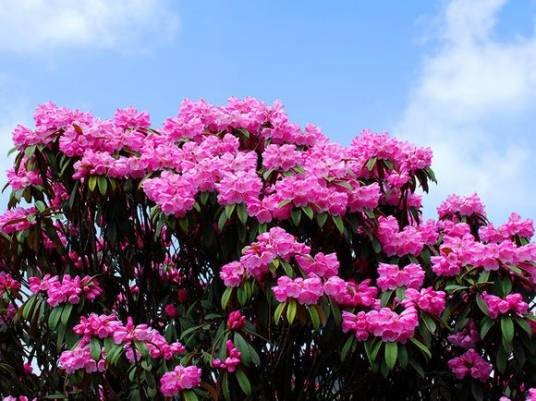 赏花与养生