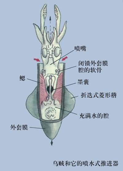 墨囊（动物墨囊）
