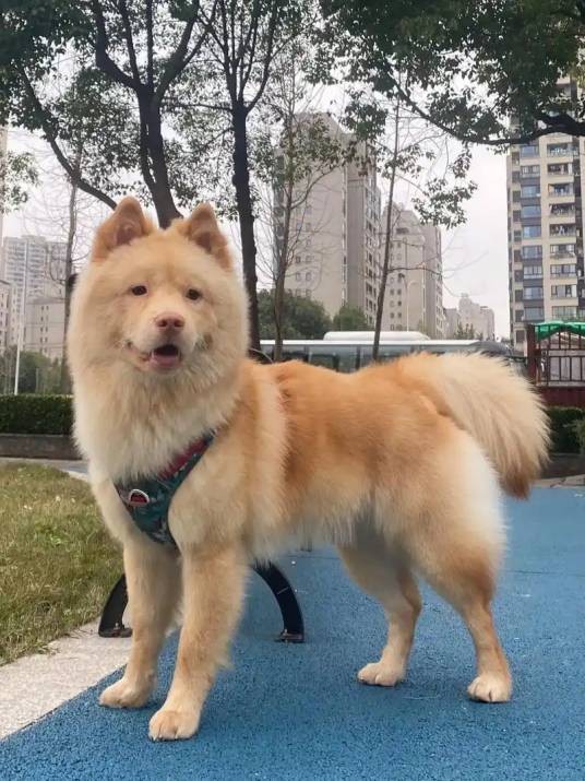 土松犬