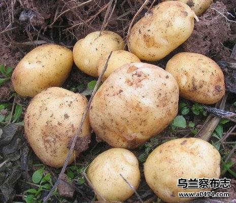 薯都