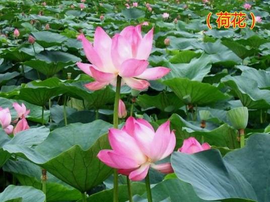 荷花（清代曹寅的诗作）