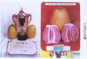 三元红心柚