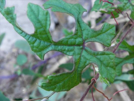 蘡薁（葡萄科葡萄属植物）