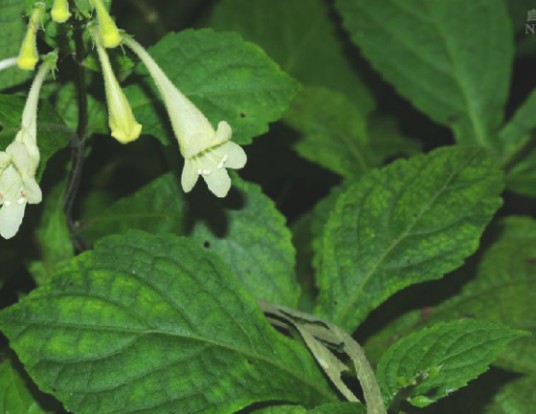 四轮香(唇形科四轮香属植物)