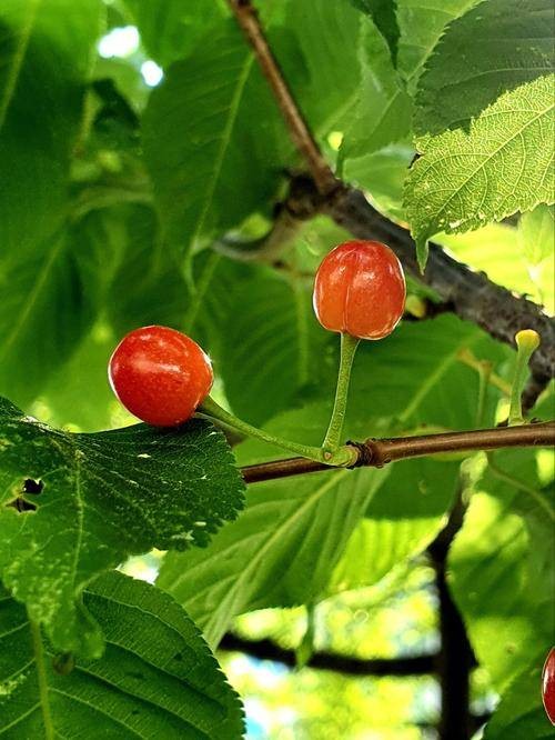 樱花果