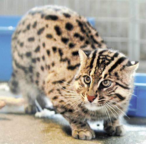 渔夫猫