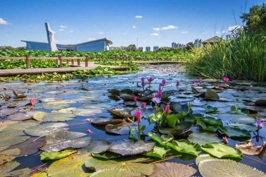 铁岭莲花湿地景区