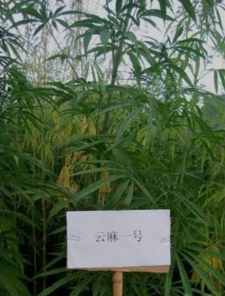 云麻1号
