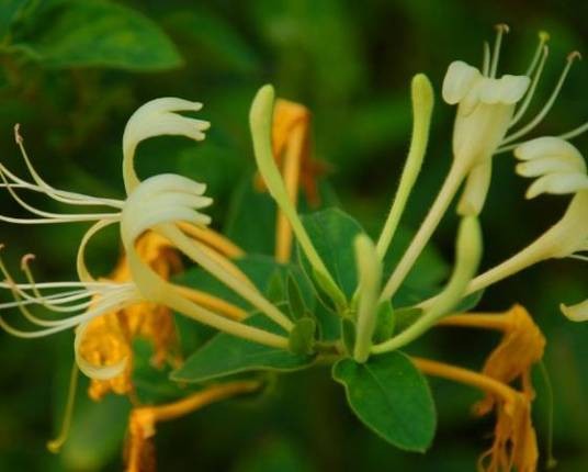 巨鹿金银花
