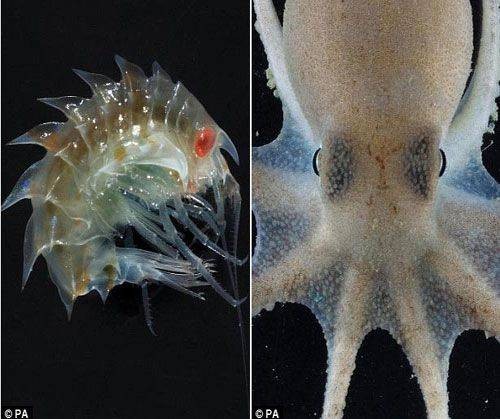 砂蚤