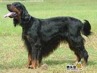 戈登蹲猎犬