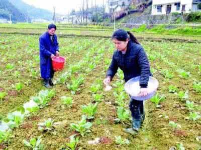 蔬菜类施肥