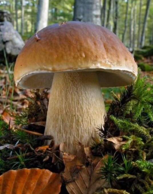 黑钻牛肝菌
