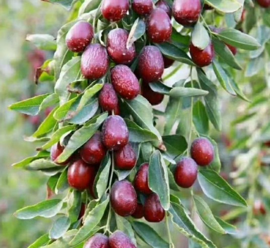 灰枣（鼠李科枣属植物）