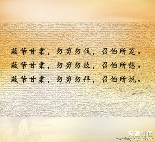 甘棠（蔷薇科梨属植物）