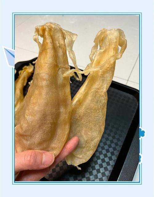 黄唇鱼花胶