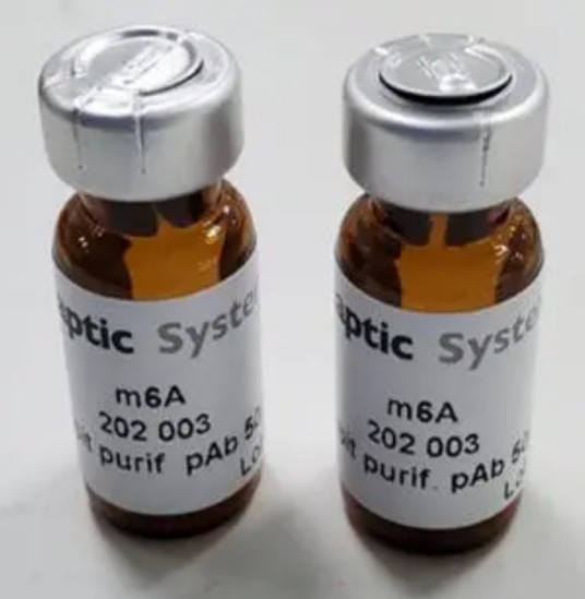 膜促性腺激素