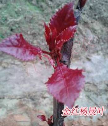 金红杨