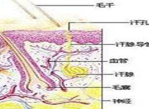 汗腺分泌体味
