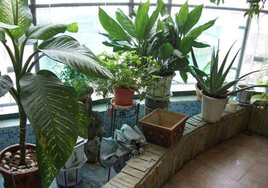 阳台植物