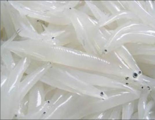 巢湖三珍