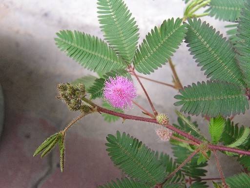 怕痒花