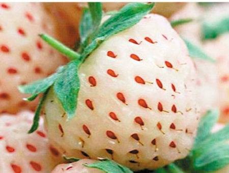 菠萝草苺