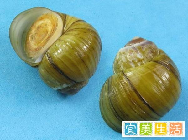 “螺狮”拟成为国家二级保护动物，我们还能快乐的嗦“螺狮”吗？