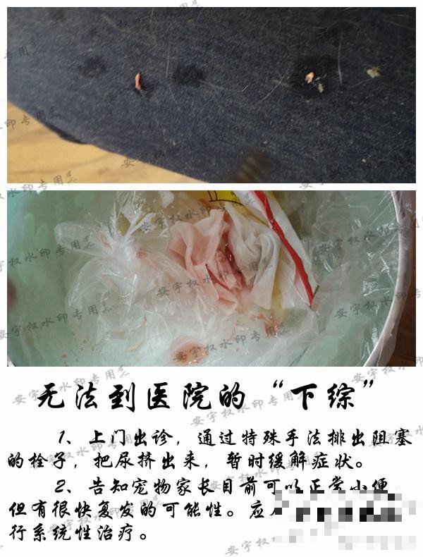 猫娘双腿流白色粘液的原因及解决方