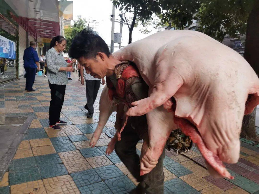 贵阳背肉汉走红,一己之力怎么背得动几百斤的猪呢?