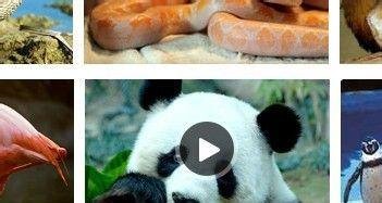 百度动物园直播怎么看/百度动物园如何发弹幕
