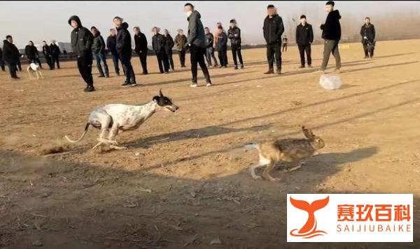 暗访河间“狗撵兔”赌局:每场下注上万元,庄家抽成20%