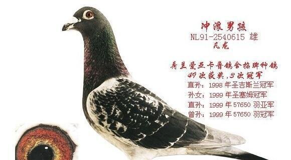 “没有好鸽子一切都是扯淡！”——凡龙