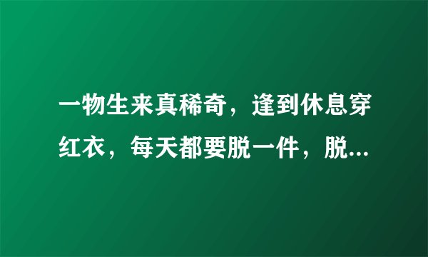 一物生来真稀奇，逢到休息穿红衣，每天都要脱一件，脱到年底剩张皮（打一物）谜底及原因