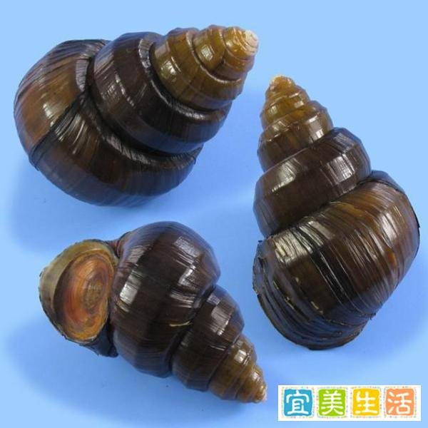 “螺狮”拟成为国家二级保护动物，我们还能快乐的嗦“螺狮”吗？