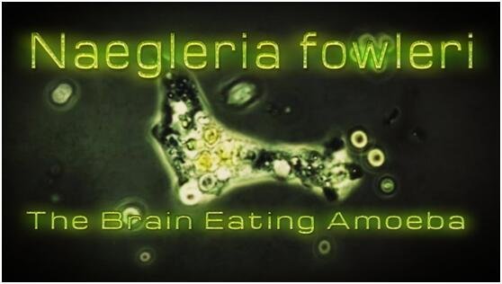 食脑虫正穿越美国向北迁移，食脑虫到底是啥？