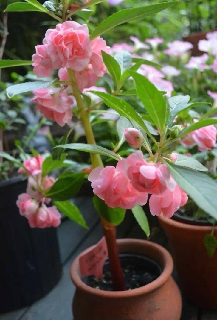 挺进毛还没长稚嫩的花种养护方法