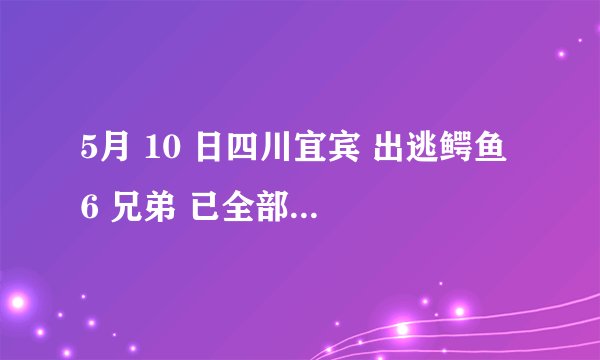 5月 10 日四川宜宾 出逃鳄鱼 6 兄弟 已全部被宰杀,目前