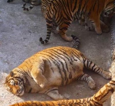家虎是什么意思？