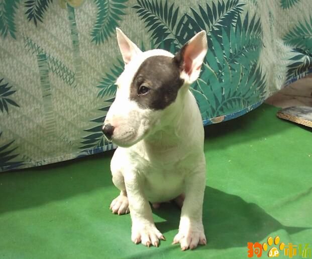 牛头梗犬多少钱一只