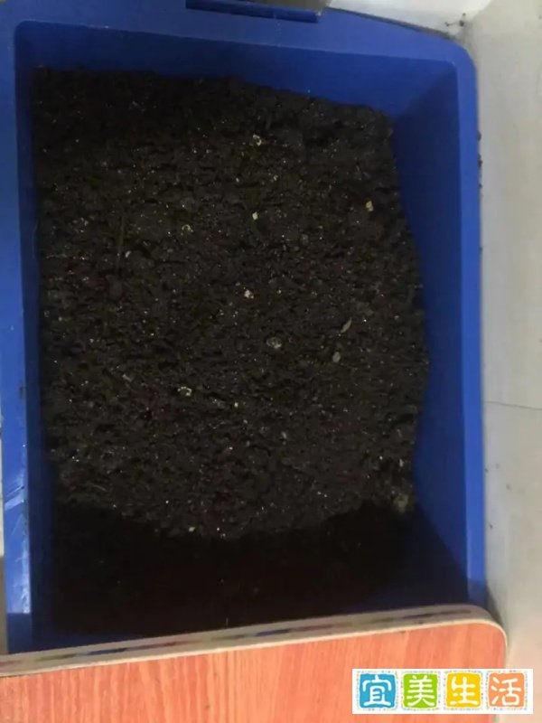 蚯蚓堆肥之为什么蚯蚓会逃跑?蚯蚓集体大逃亡生态阳台记录