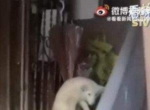上海一小区惊现被弃养白狐
