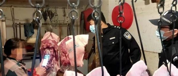 老鼠盗窃1800多元现金建“豪宅” 这是咋情况？