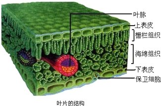 栅栏组织与海绵组织有什么区别啊？